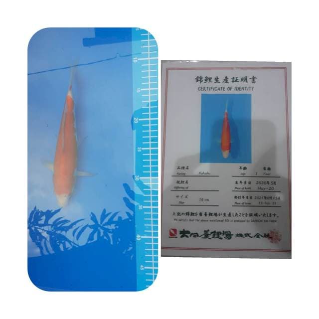 Kohaku import