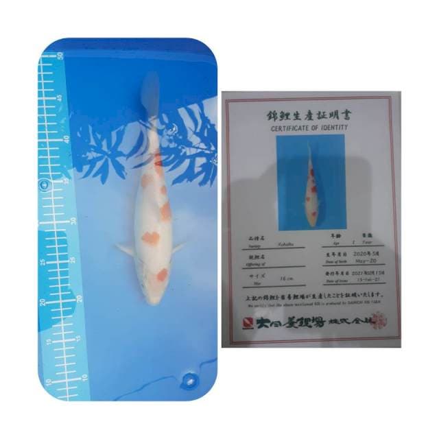 Kohaku