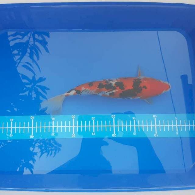 Red sanke