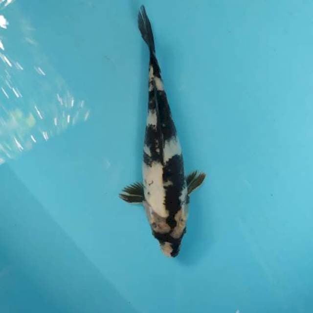 Shiro 24cm