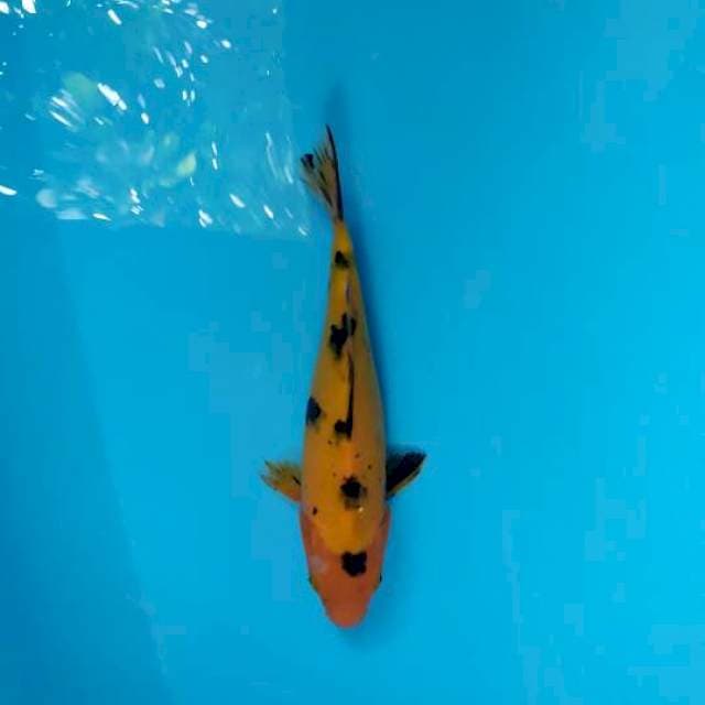 Ki becko 24cm