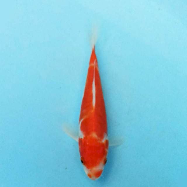 Kohaku Doitsu 13 cm