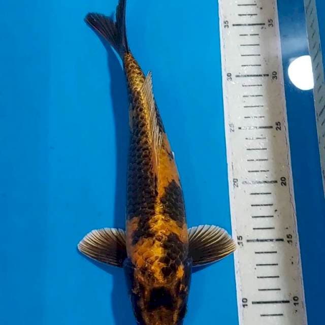 KIN KI UTSURI 31 CM JANTAN