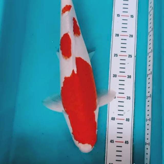 Badak Male 45cm