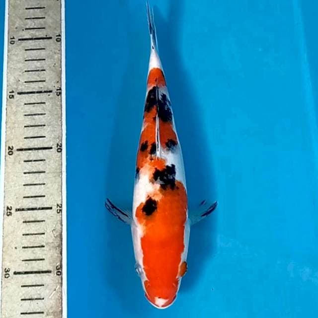 Sanke, 24 cm