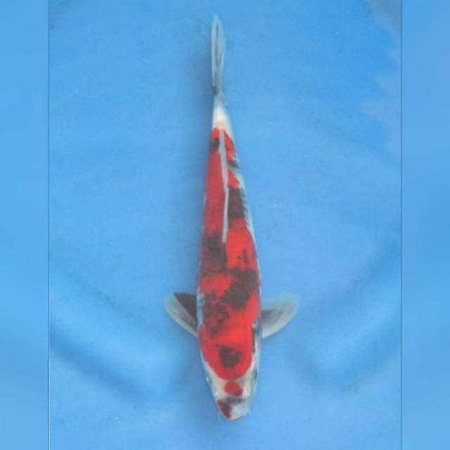 RED SHOWA TATEGOI ,, TOSAI
