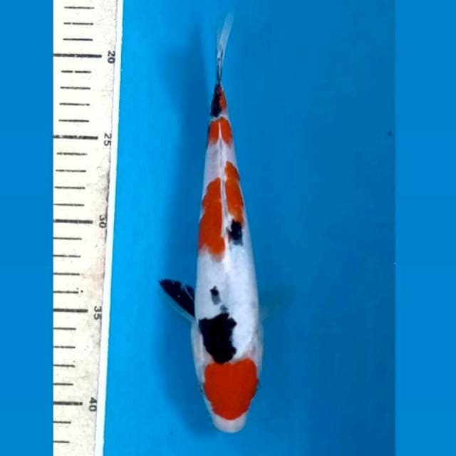 Sanke, 22 cm