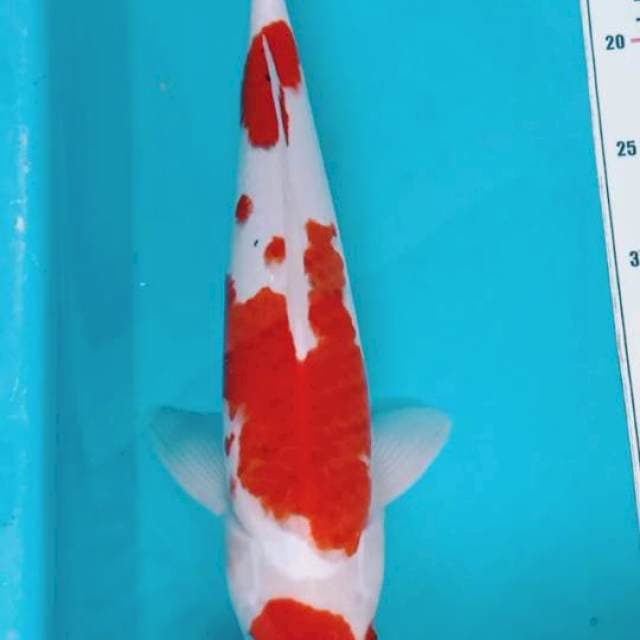 Maruten Ai Goromo 40cm