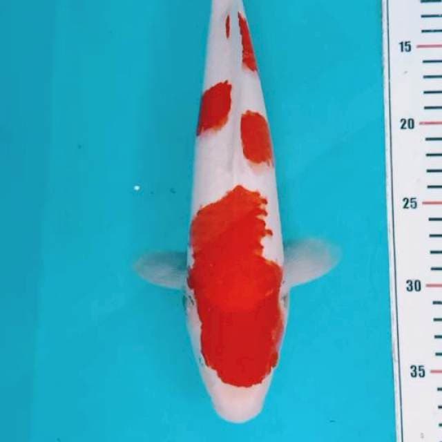 Kohaku Male 36cm
