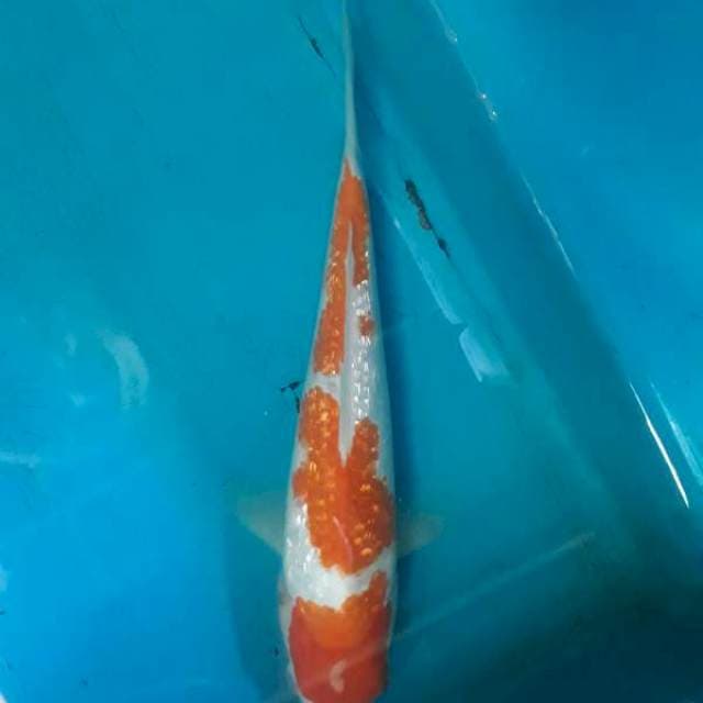 Kohaku ginrin