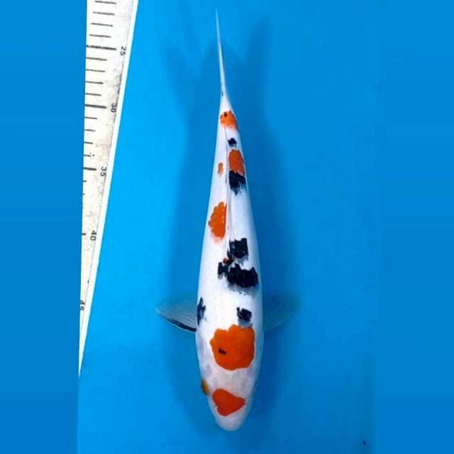 Sanke, 28 cm