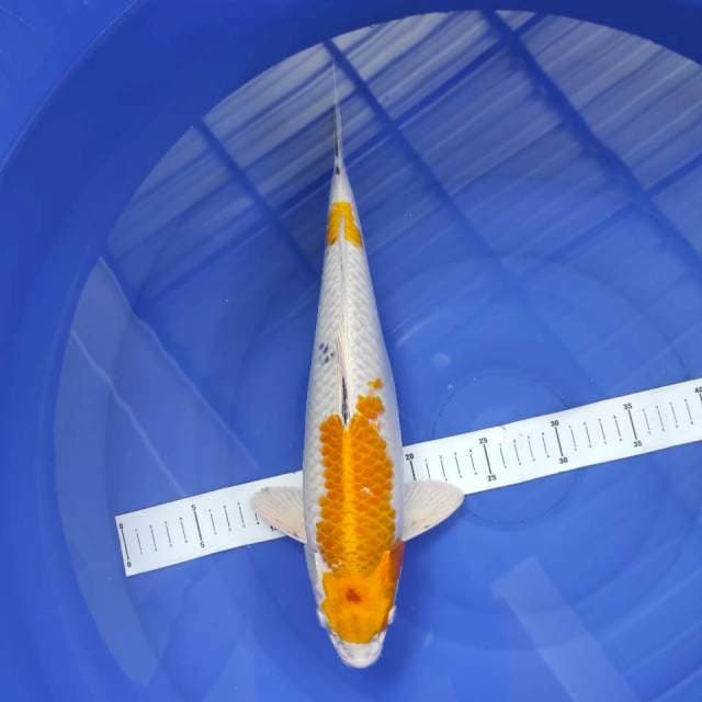 Hariwake 36cm