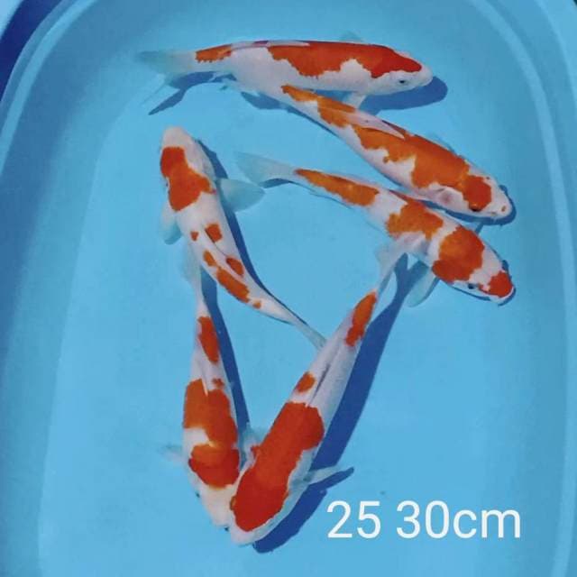 LELANG SINGKAT 25 30CM