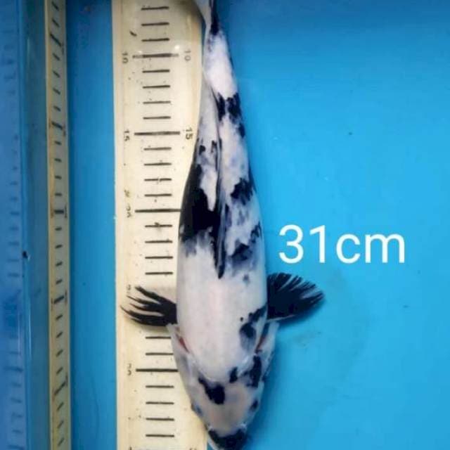Shiro 31cm
