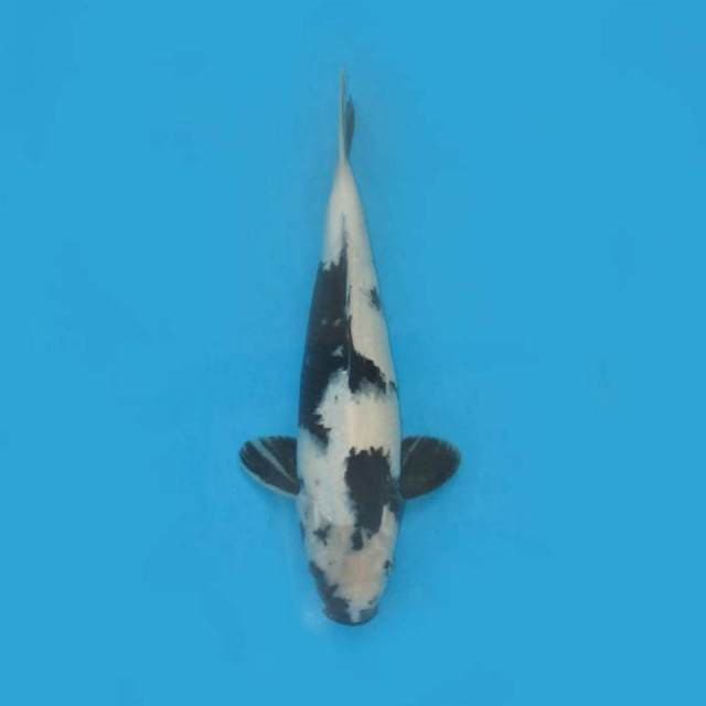 F1 jumbo shiro utsuri ,, tosai