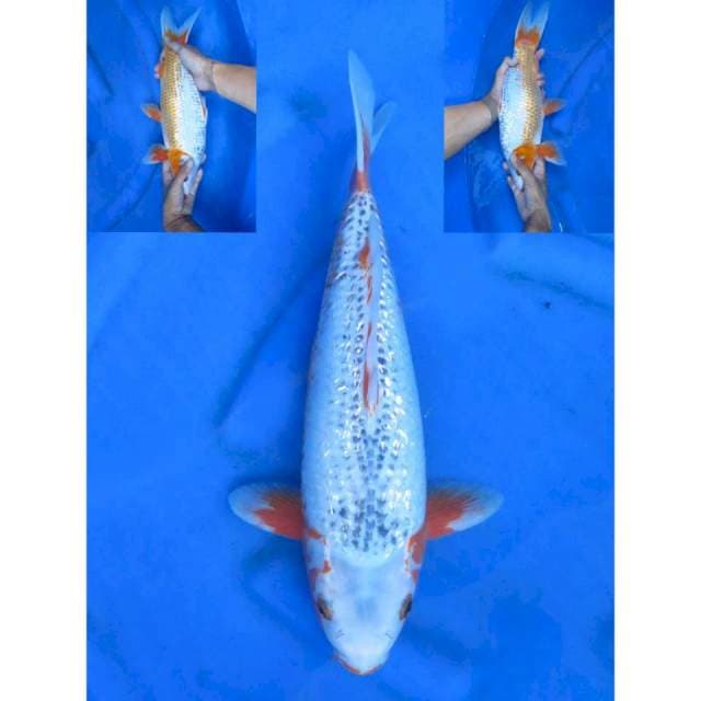 Jumbo Asagi - 40cm