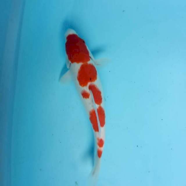Kohaku