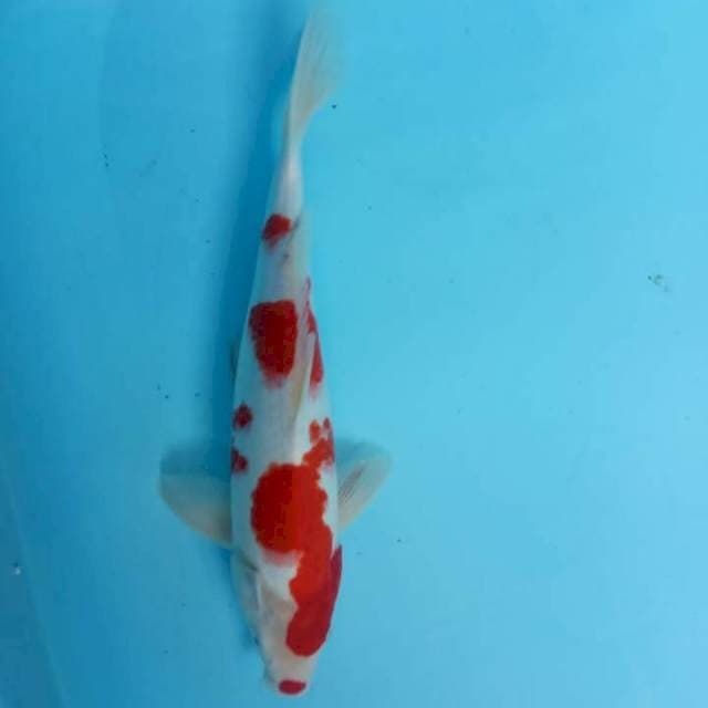 Kohaku