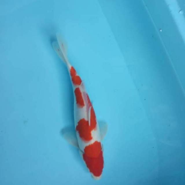 Kohaku