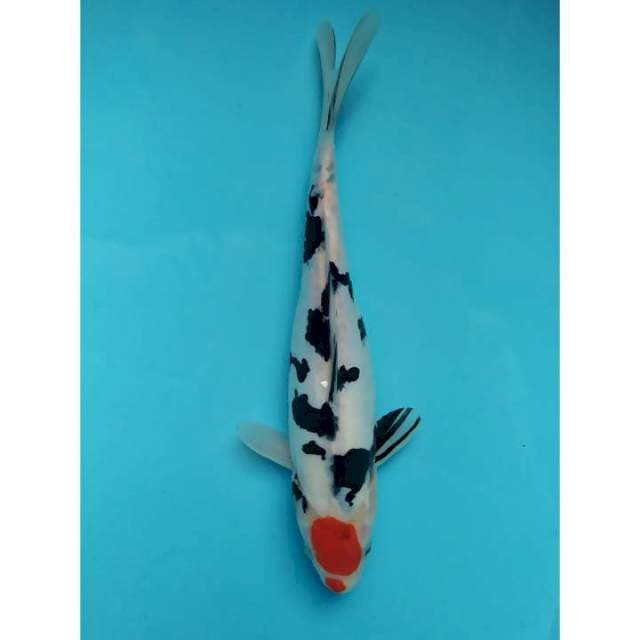tancho sanke doitsu 28 cm