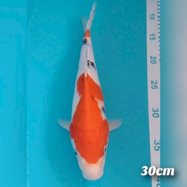 Sanke 30cm