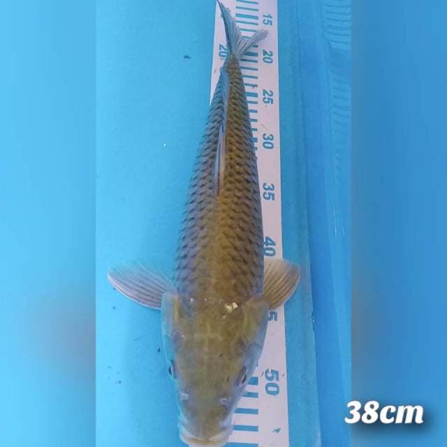 Soragoi 38cm