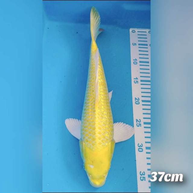 Ogon 37cm