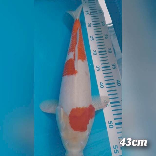 Kohaku jumbo 43cm