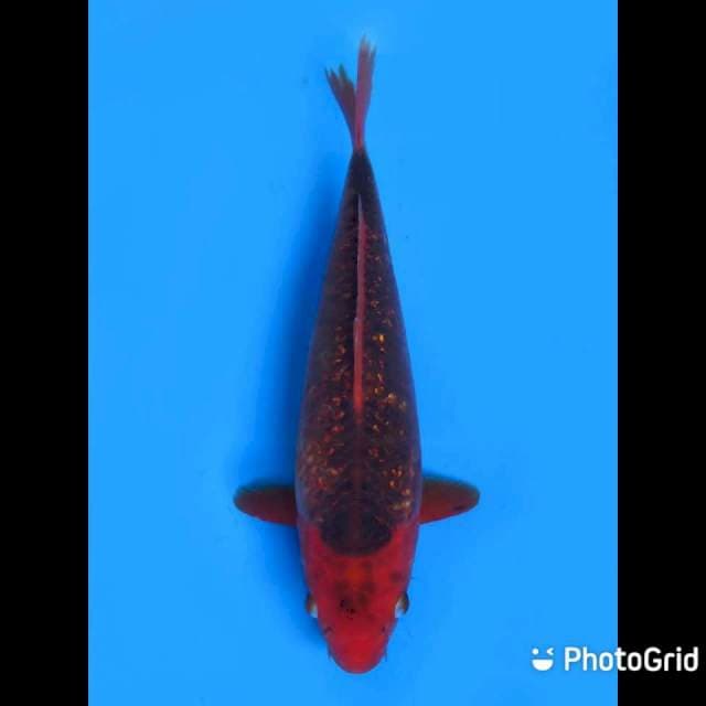 28cm - Red Matsuba