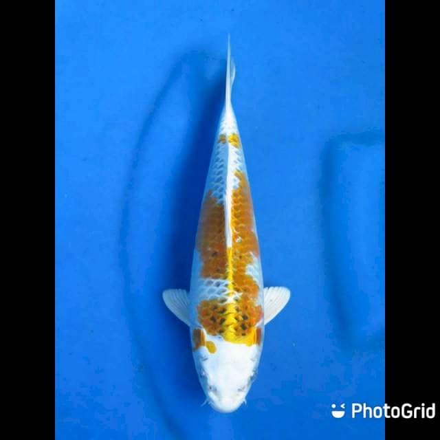 28cm - Kinrin Kujaku