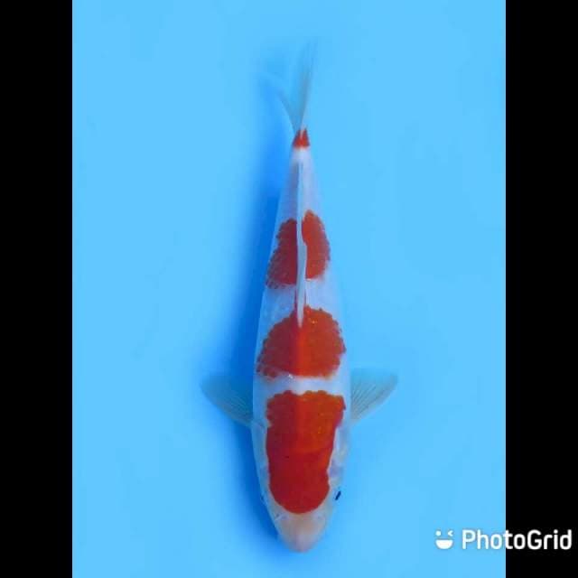 23cm - Yondan Kohaku