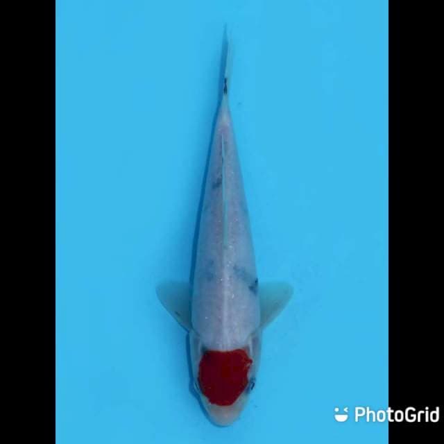 21cm - Tategoi Tancho Sanke Ori