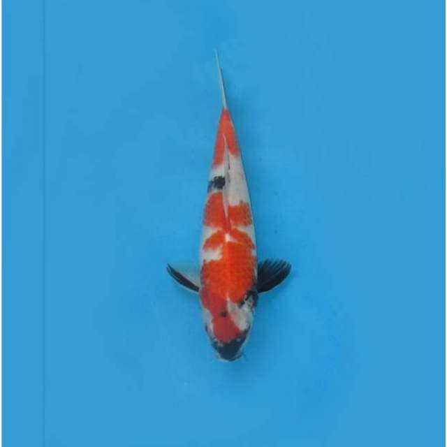 PINOKIO - SHOWA TATEGOI - TOSAI