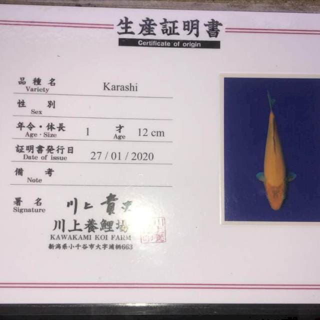 Karashi serti Kawakami Male 51cm