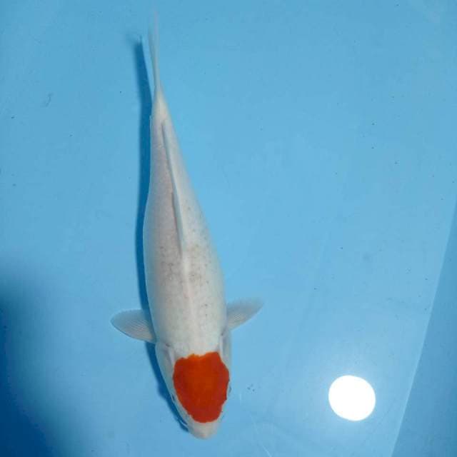 Tancho 33 cm