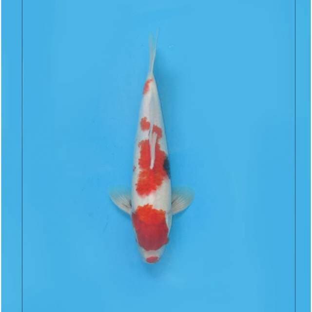 LONG BODY - KINDAI SHOWA TATEGOI - TOSAI
