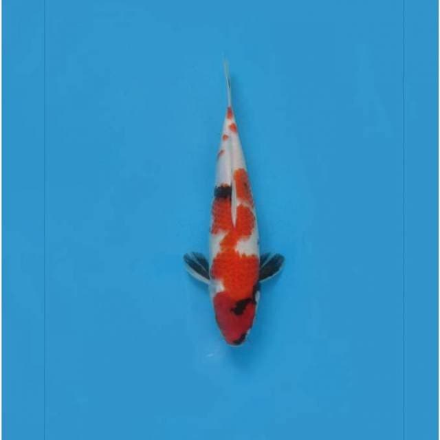 DRAGON - KINDAI SHOWA - TOSAI