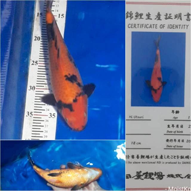 Hiu Utsuri Dainchi, 30cm
