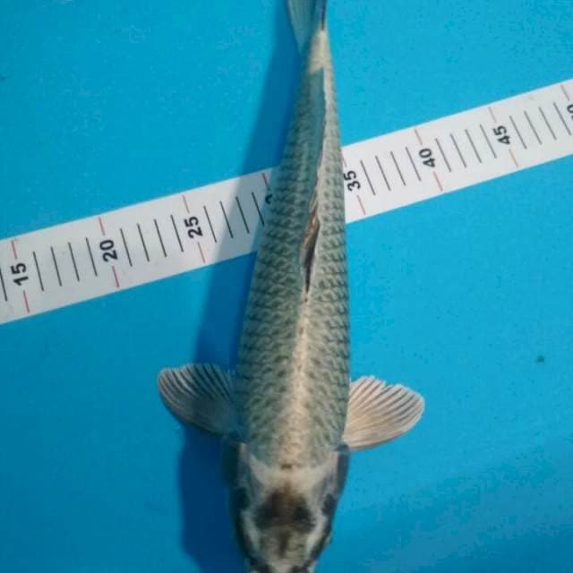 MUKASHI 36CM