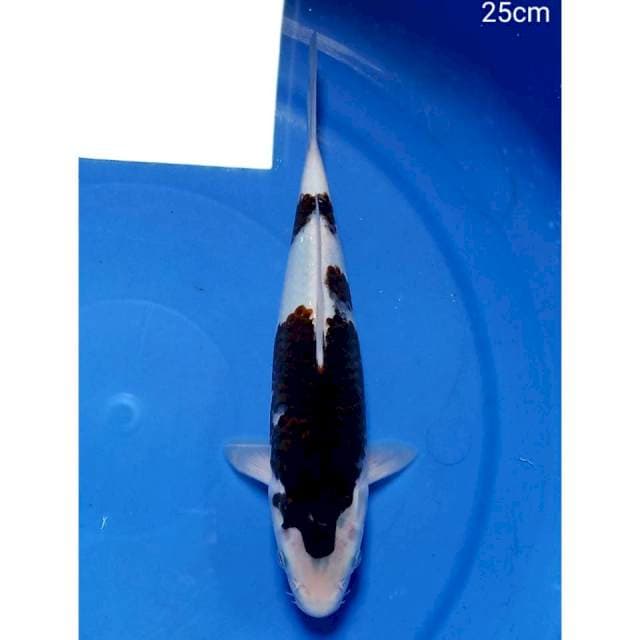 Budho goromo 25cm ori