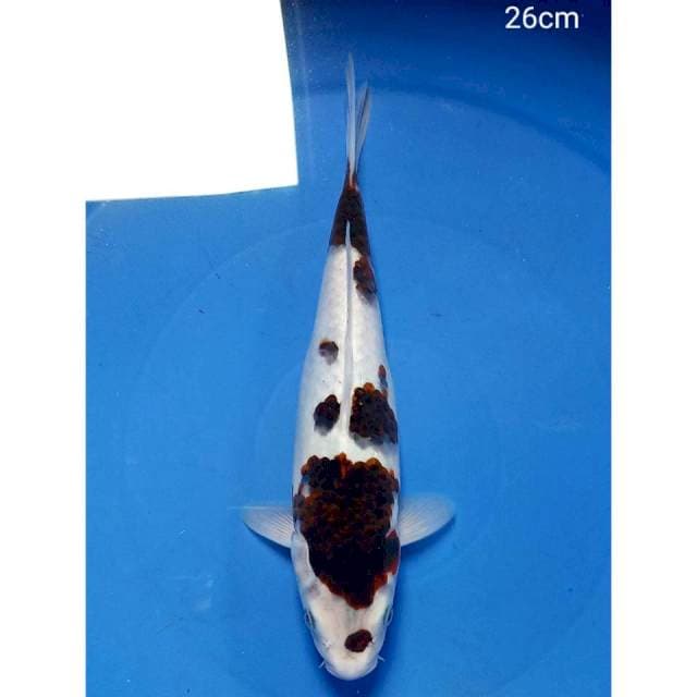 Budho goromo 26cm