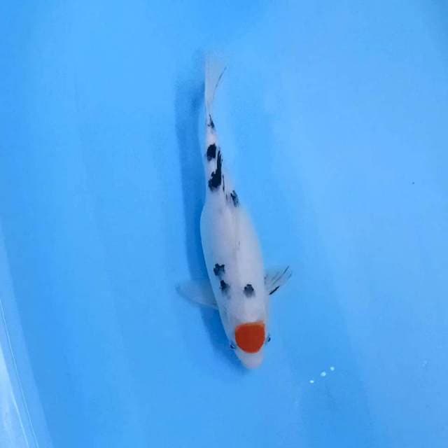 Tanco sanke 31 cm