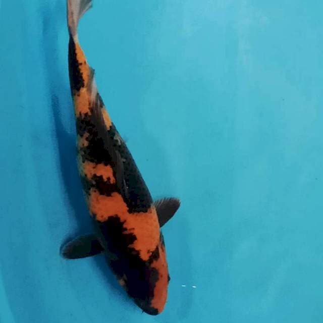 Kin ki utsuri 43 cm