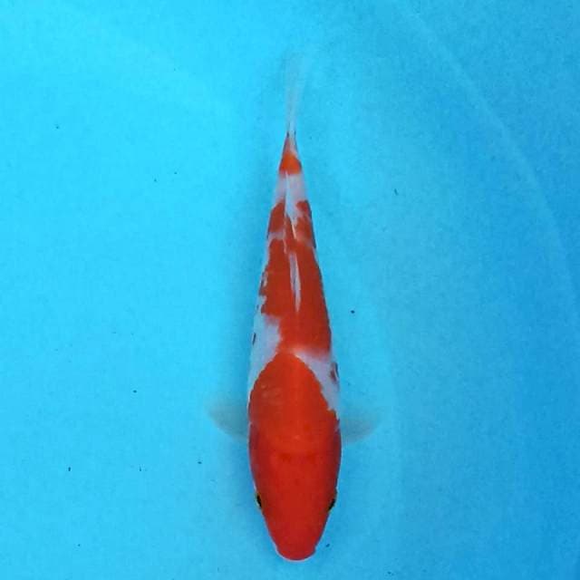 Kohaku Doitsu 16cm