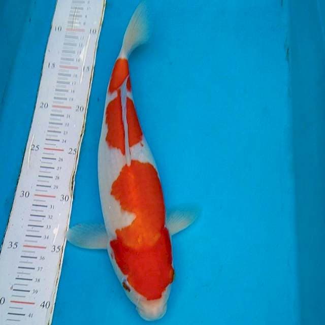 Kohaku 34cm