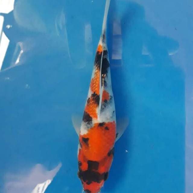 Showa Isa certi breeder
