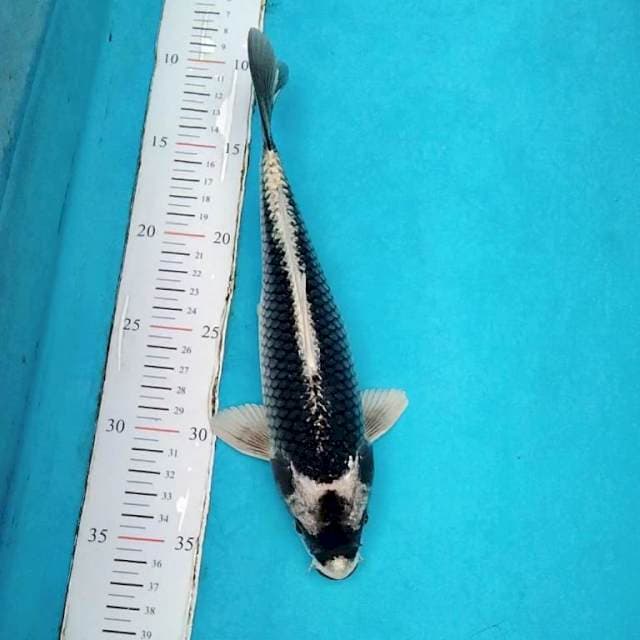 Gin Kabuto 25cm
