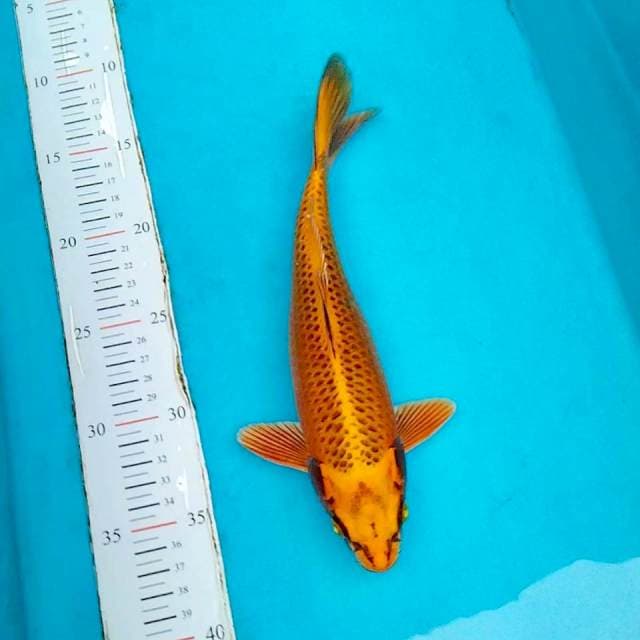 Gold mukashi 25cm