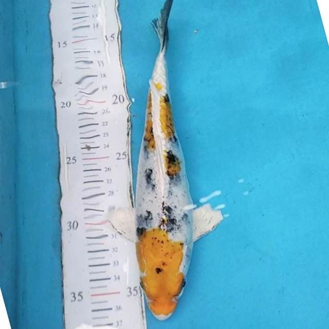 Sanke Kuning Hikarimono 23cm