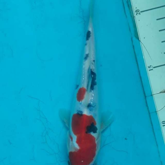 Sanke doitsu 18cm